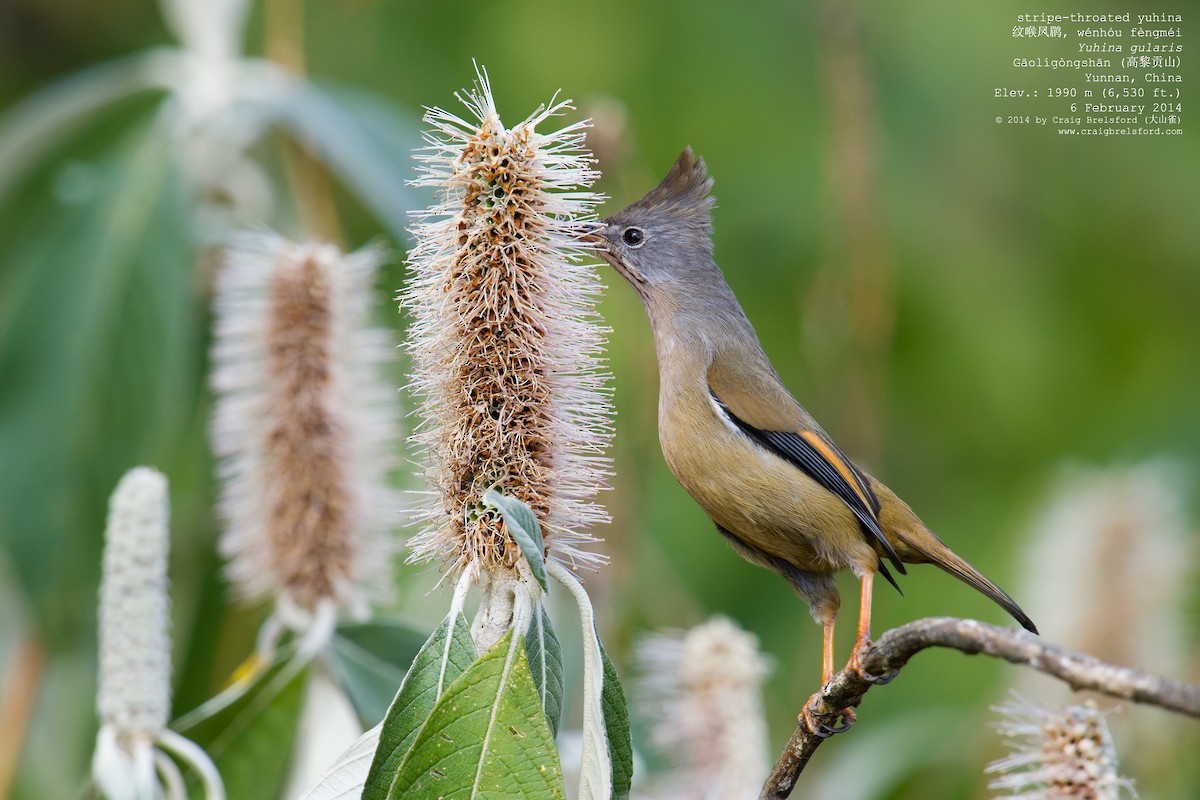 Stripe-throated Yuhina - ML46317421