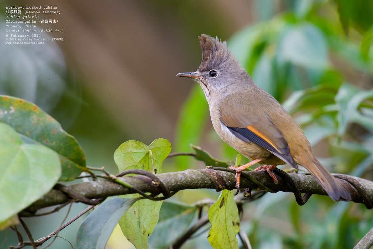 Stripe-throated Yuhina - ML46317431