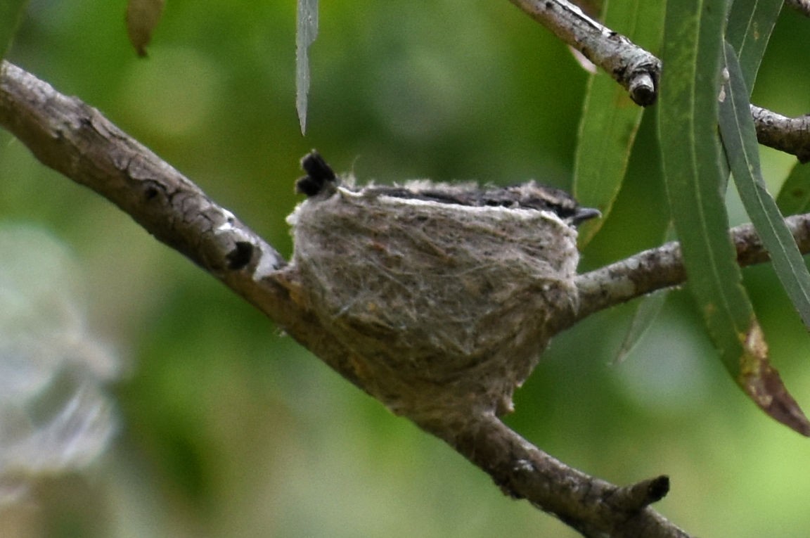 Willie-wagtail - ML46317561