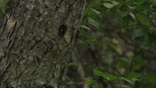 American Three-toed Woodpecker - ML463176