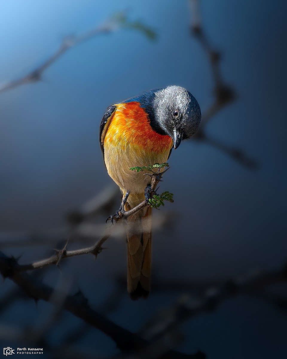 Small Minivet - Parth Kansara