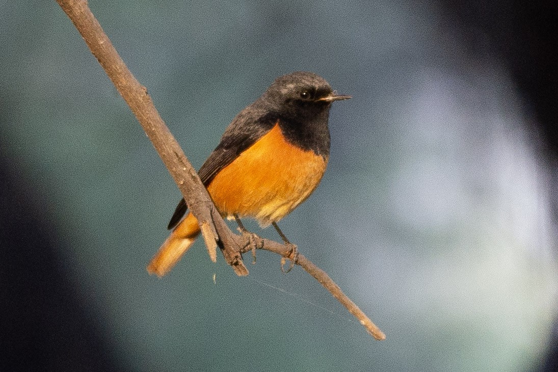 Black Redstart - Joseph Noel