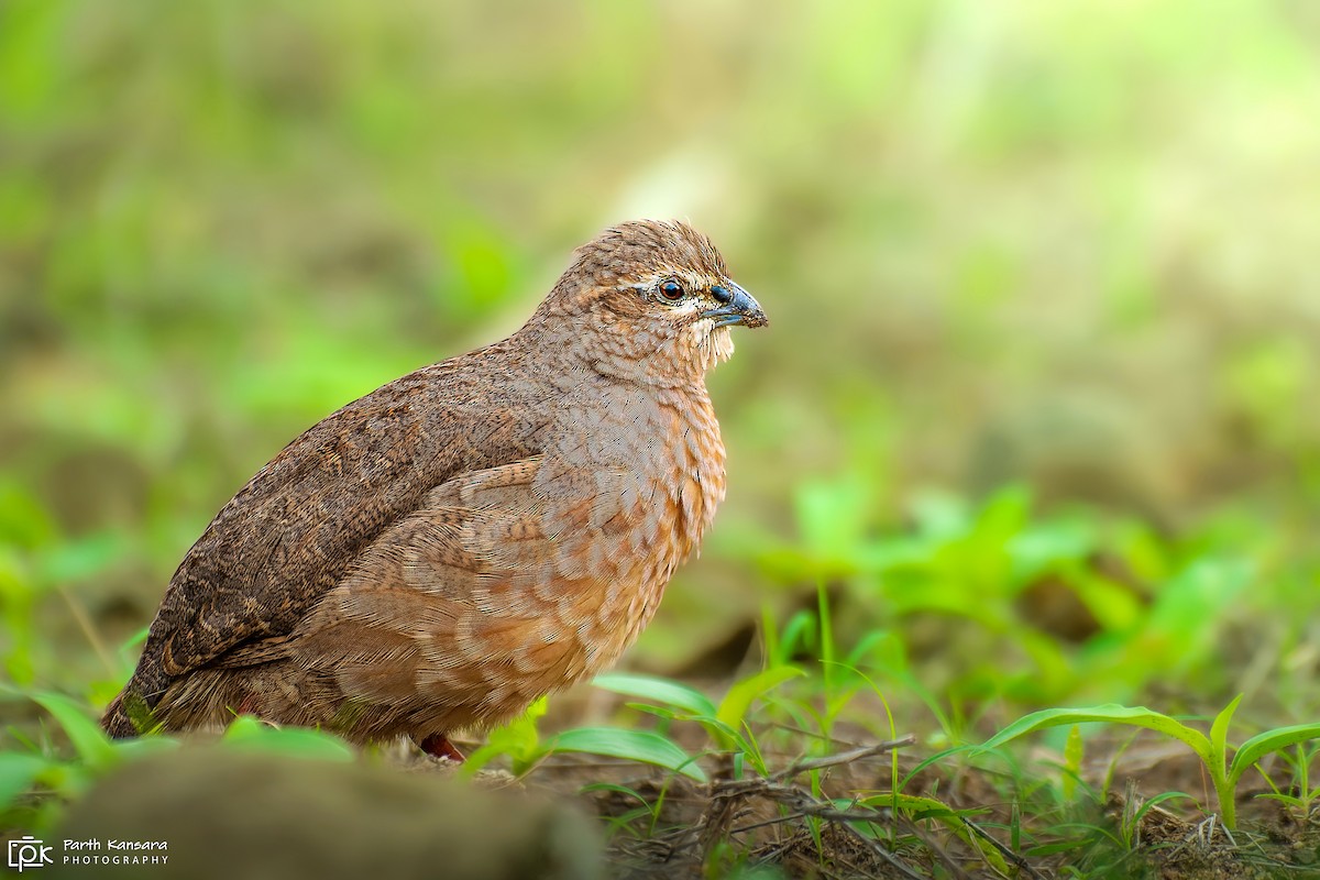 Rock Bush-Quail - ML463176201