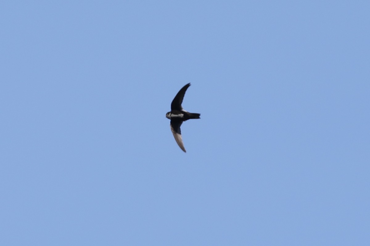 White-throated Swift - ML463177111