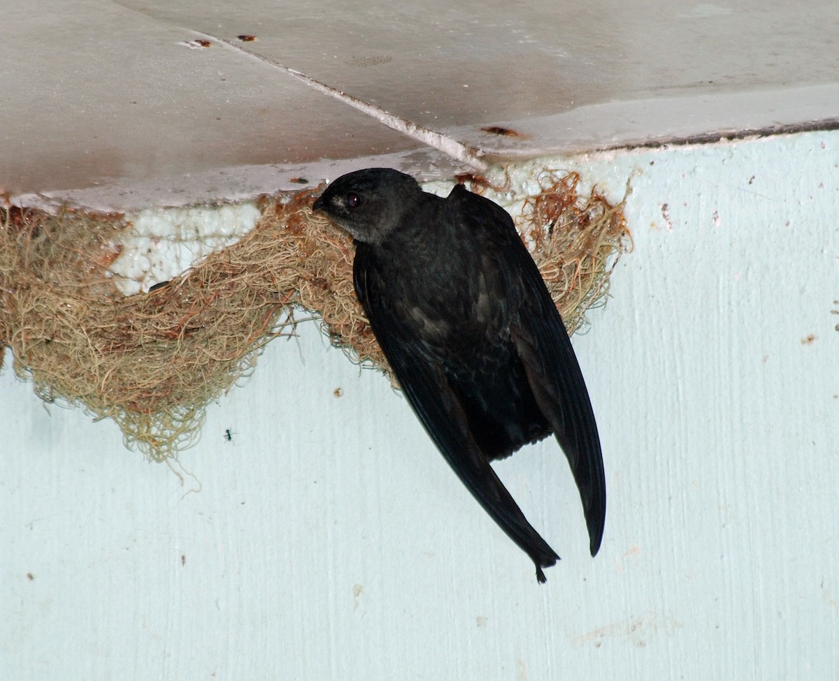 Ridgetop Swiftlet - Nigel Voaden