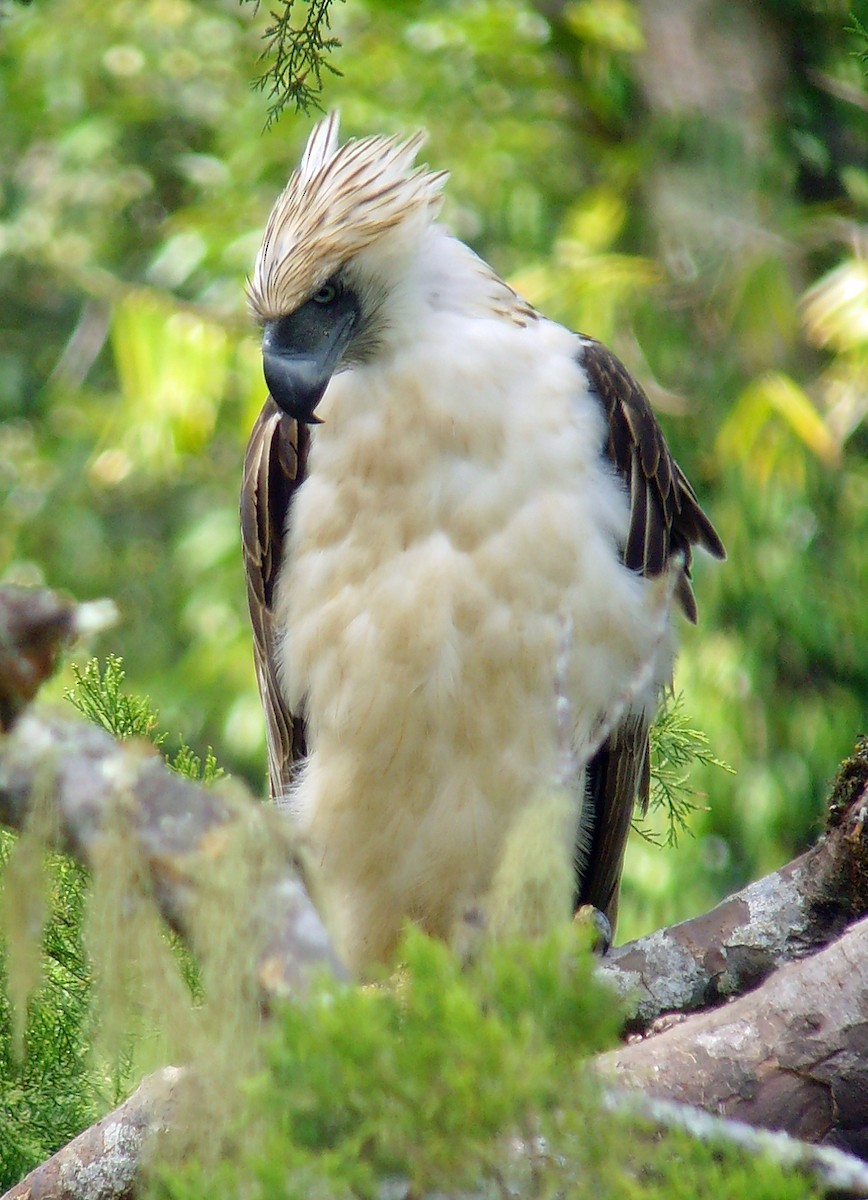 Philippine Eagle - ML46317941