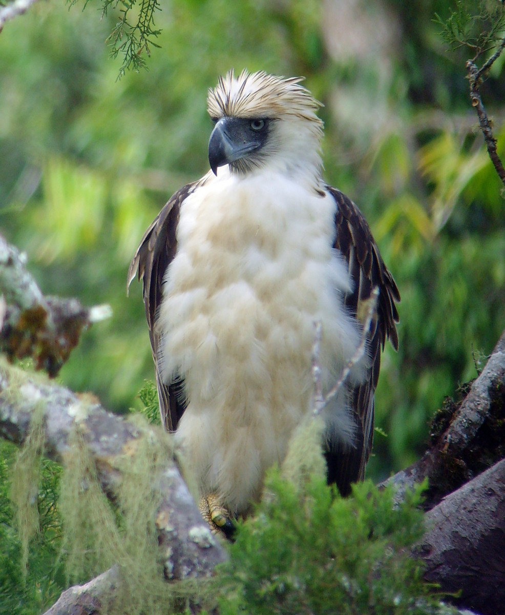 Philippine Eagle - ML46317951