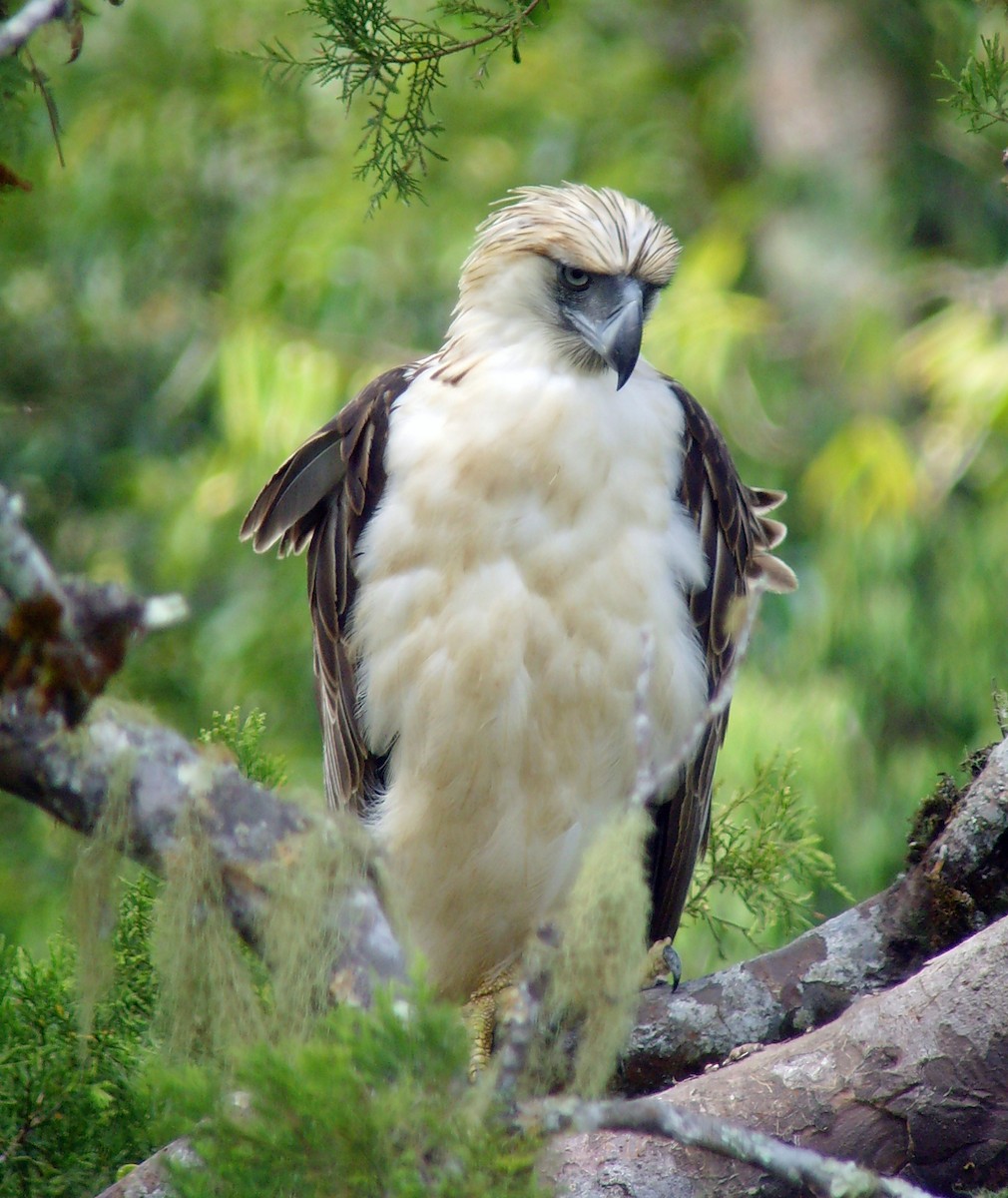 Philippine Eagle - ML46317971