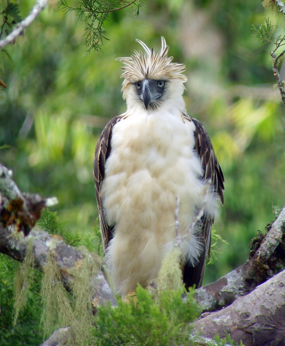 Philippine Eagle - ML46317981