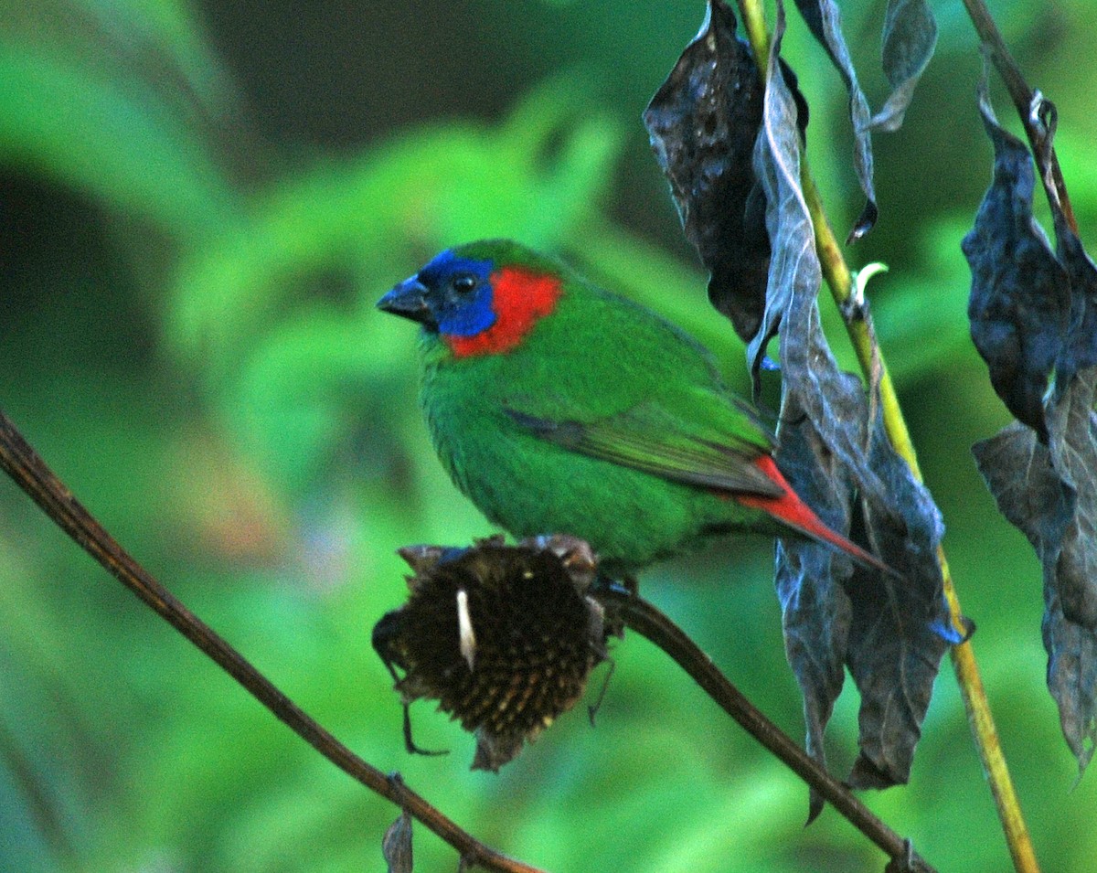 Red-eared Parrotfinch - ML46318051