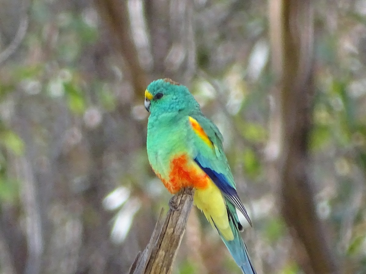 Разноцветный попугайчик - ML463180851