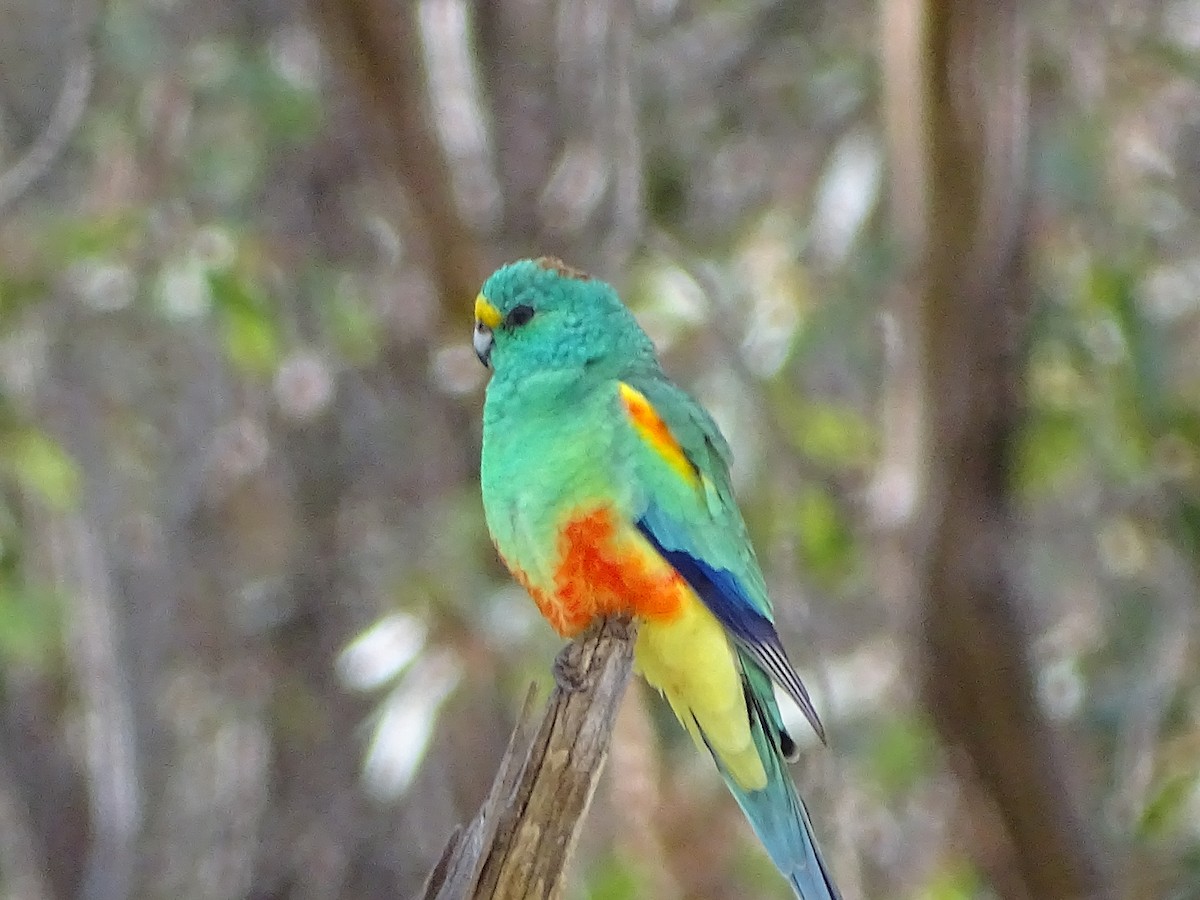 Mulga Parrot - Tom May