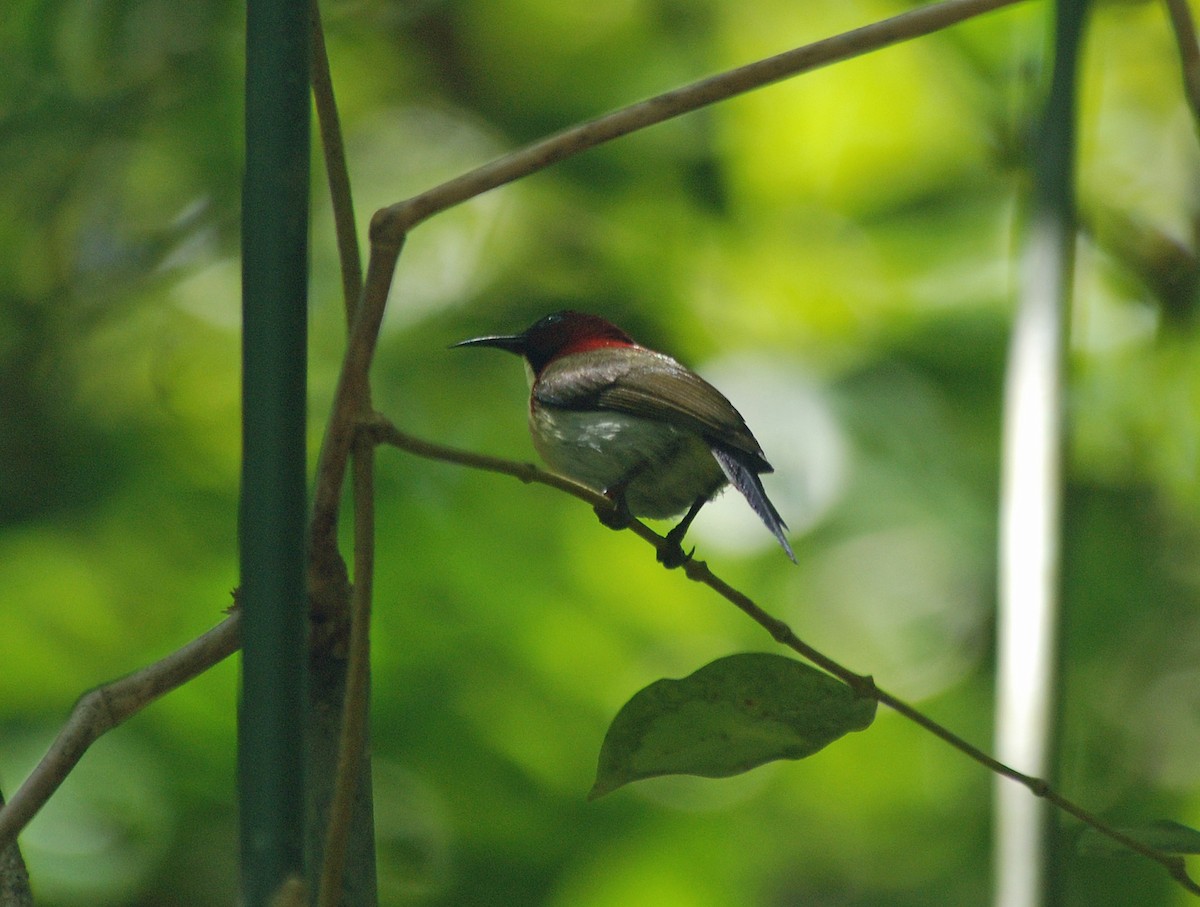 Lovely Sunbird - Nigel Voaden