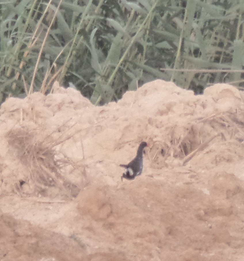 Eurasian Moorhen - ML463183651