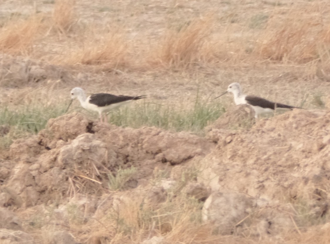 Black-winged Stilt - ML463183701