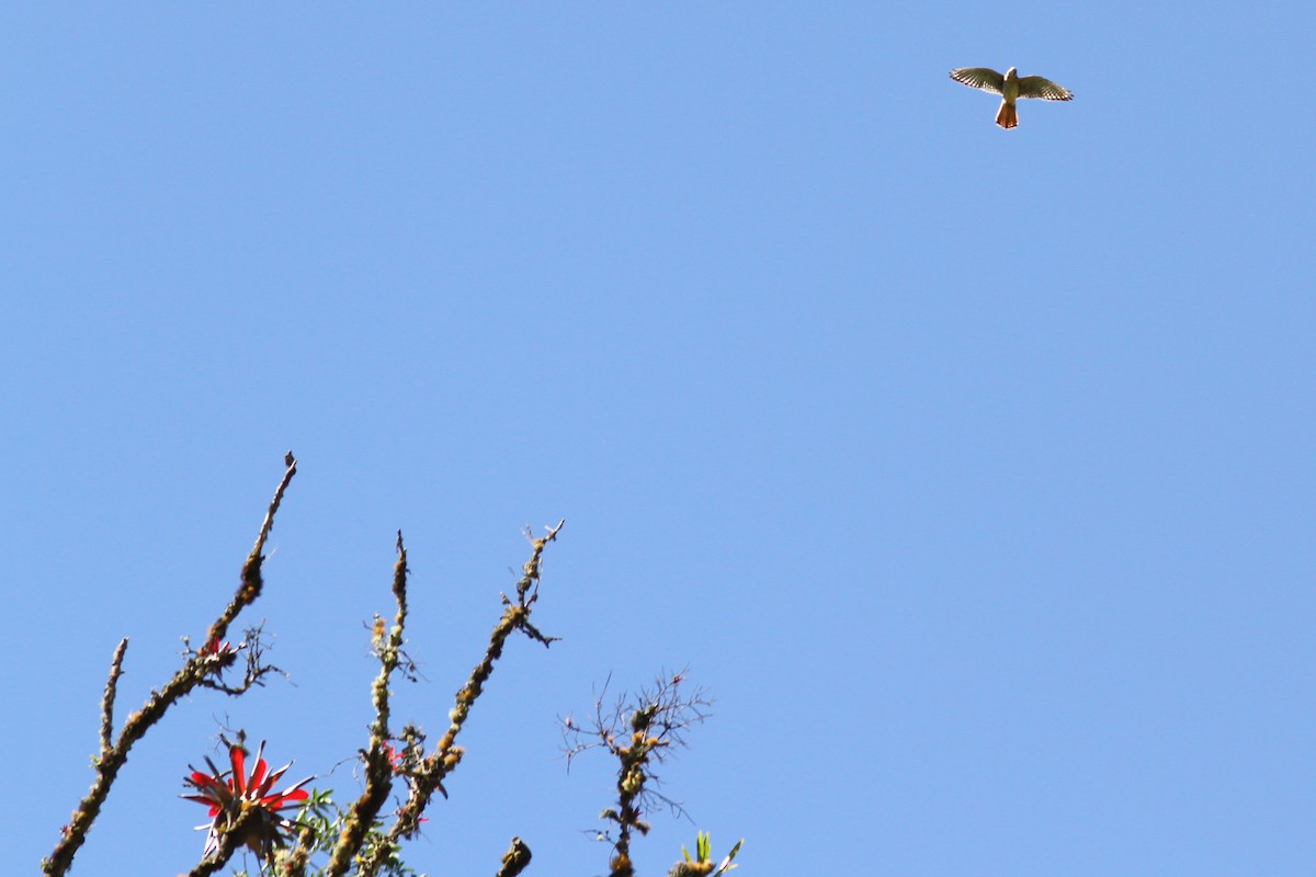 American Kestrel - ML46318381