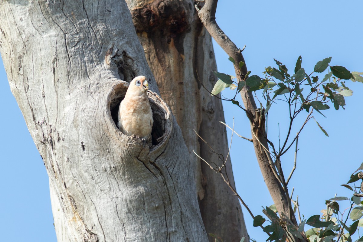 Little Corella - ML463184891