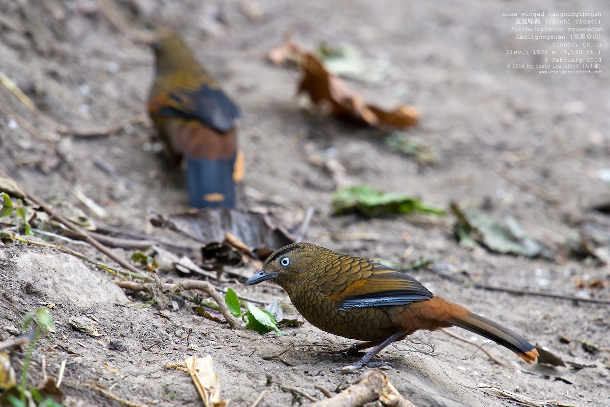 Blue-winged Laughingthrush - ML46318531