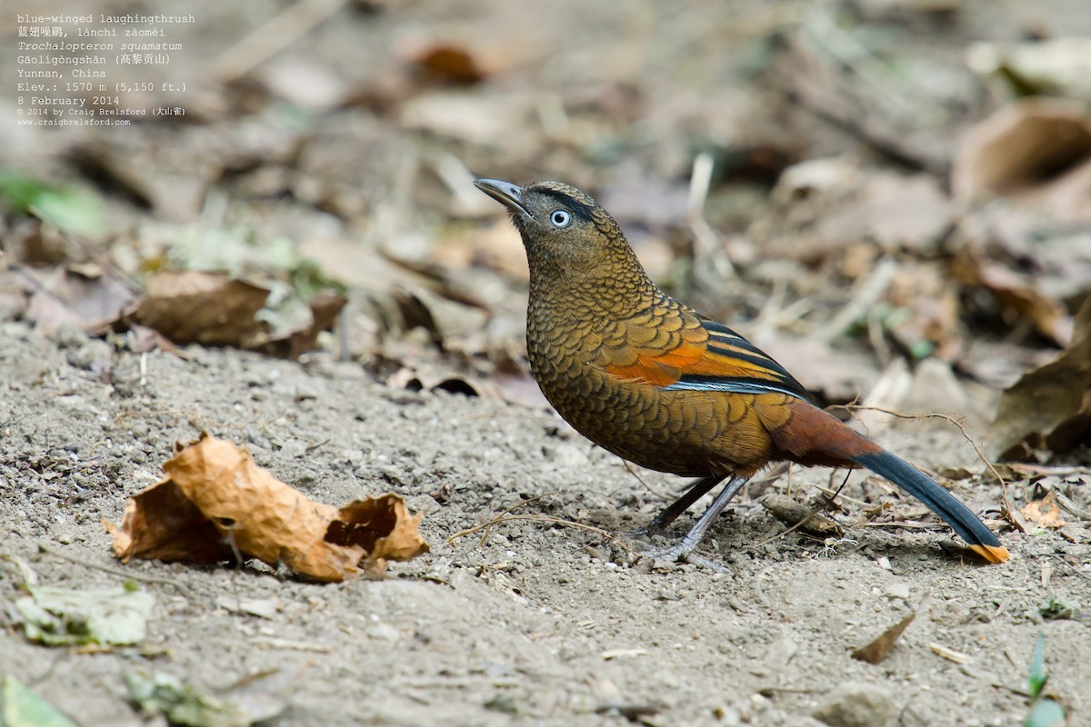 Blue-winged Laughingthrush - Craig Brelsford