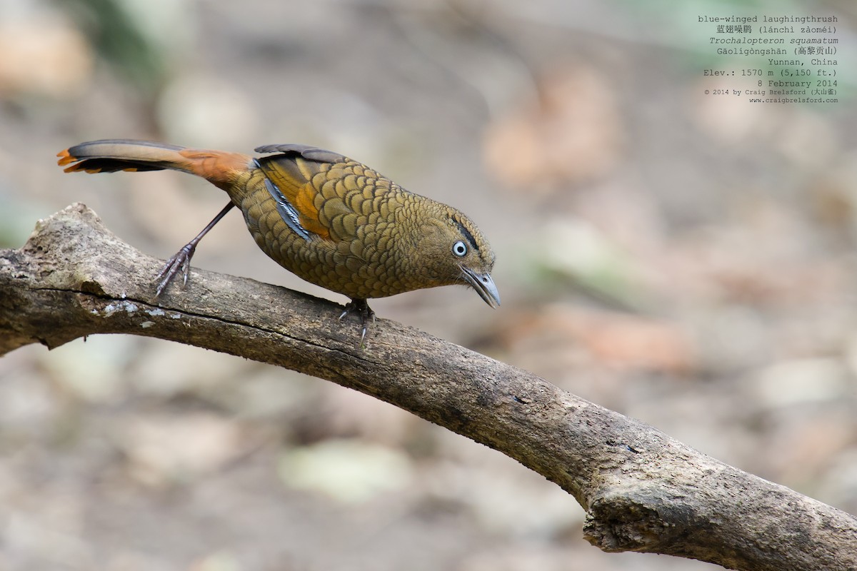 Blue-winged Laughingthrush - ML46318551