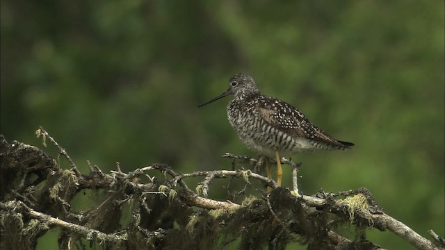 Greater Yellowlegs - ML463186