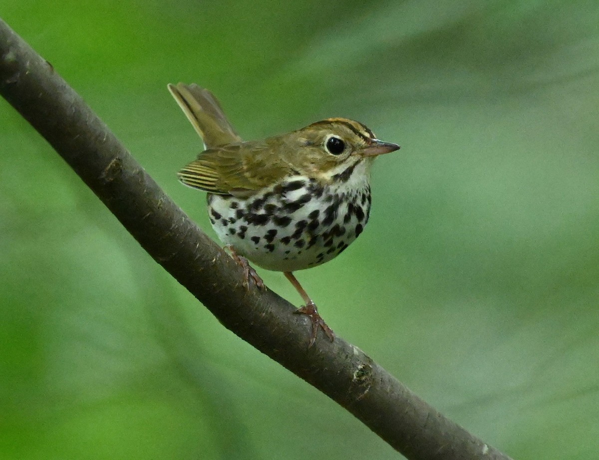 Ovenbird - Ann Stinely