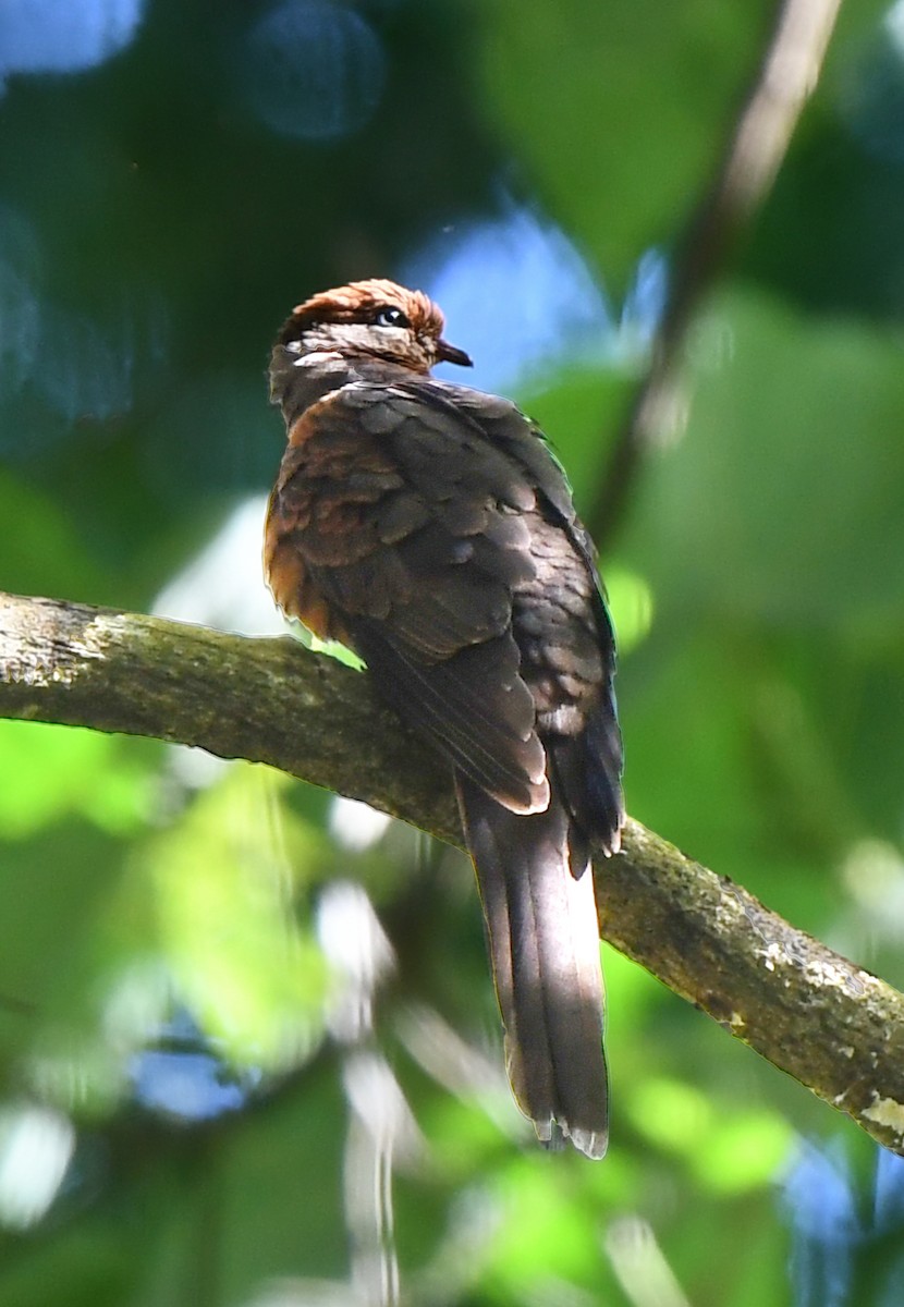 Little Cuckoo-Dove - ML463186521