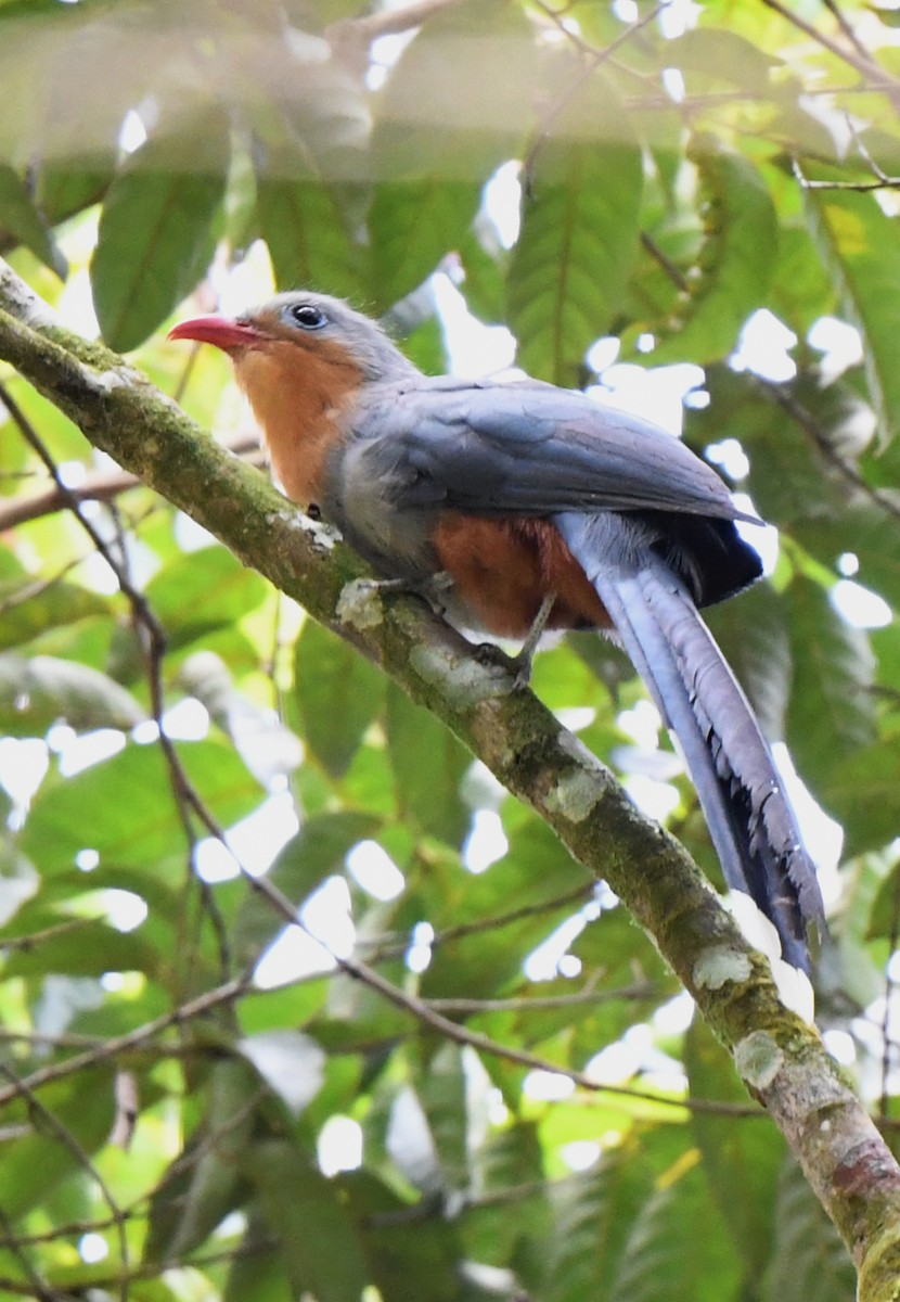 Chestnut-breasted Malkoha - ML463186611