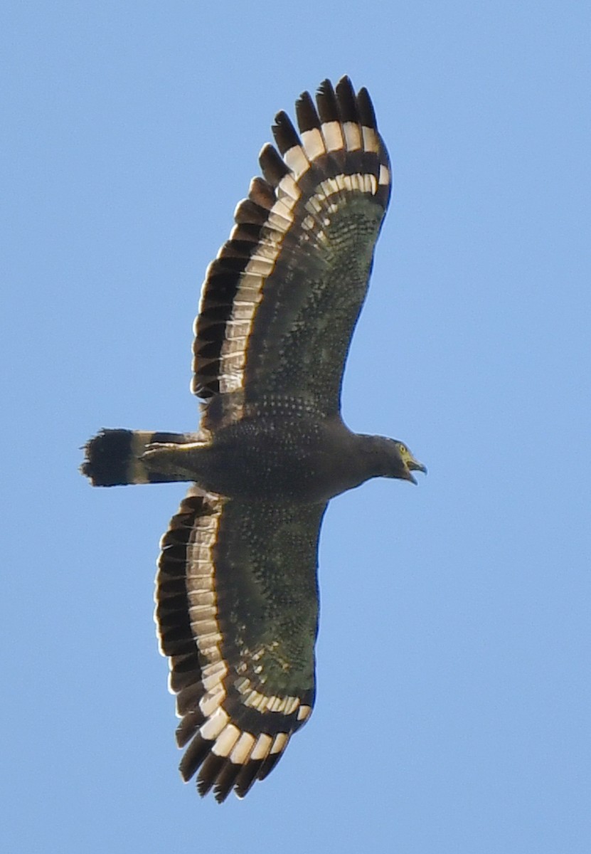Crested Serpent-Eagle - ML463186801