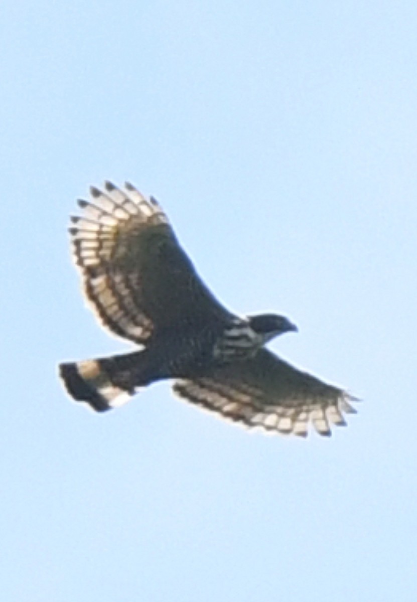 Blyth's Hawk-Eagle - ML463186851