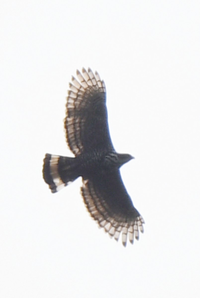 Blyth's Hawk-Eagle - ML463186921