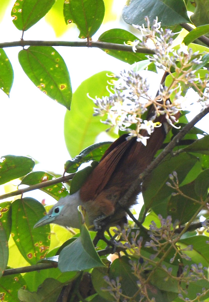 Raffles's Malkoha - ML463187011