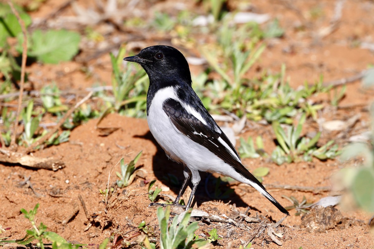 Hooded Robin - ML463188871