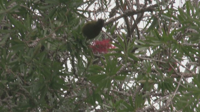 New Zealand Bellbird - ML463189241