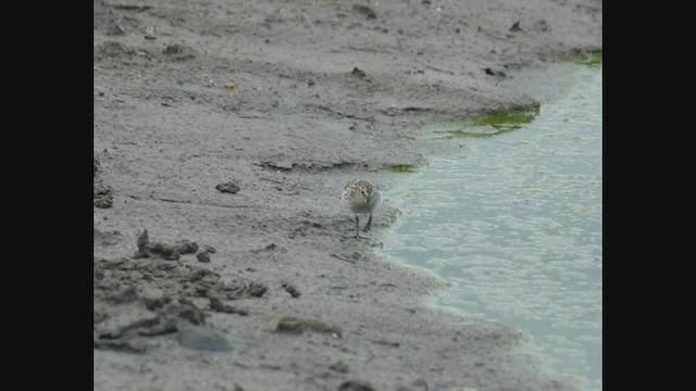 Wiesenstrandläufer - ML463189281