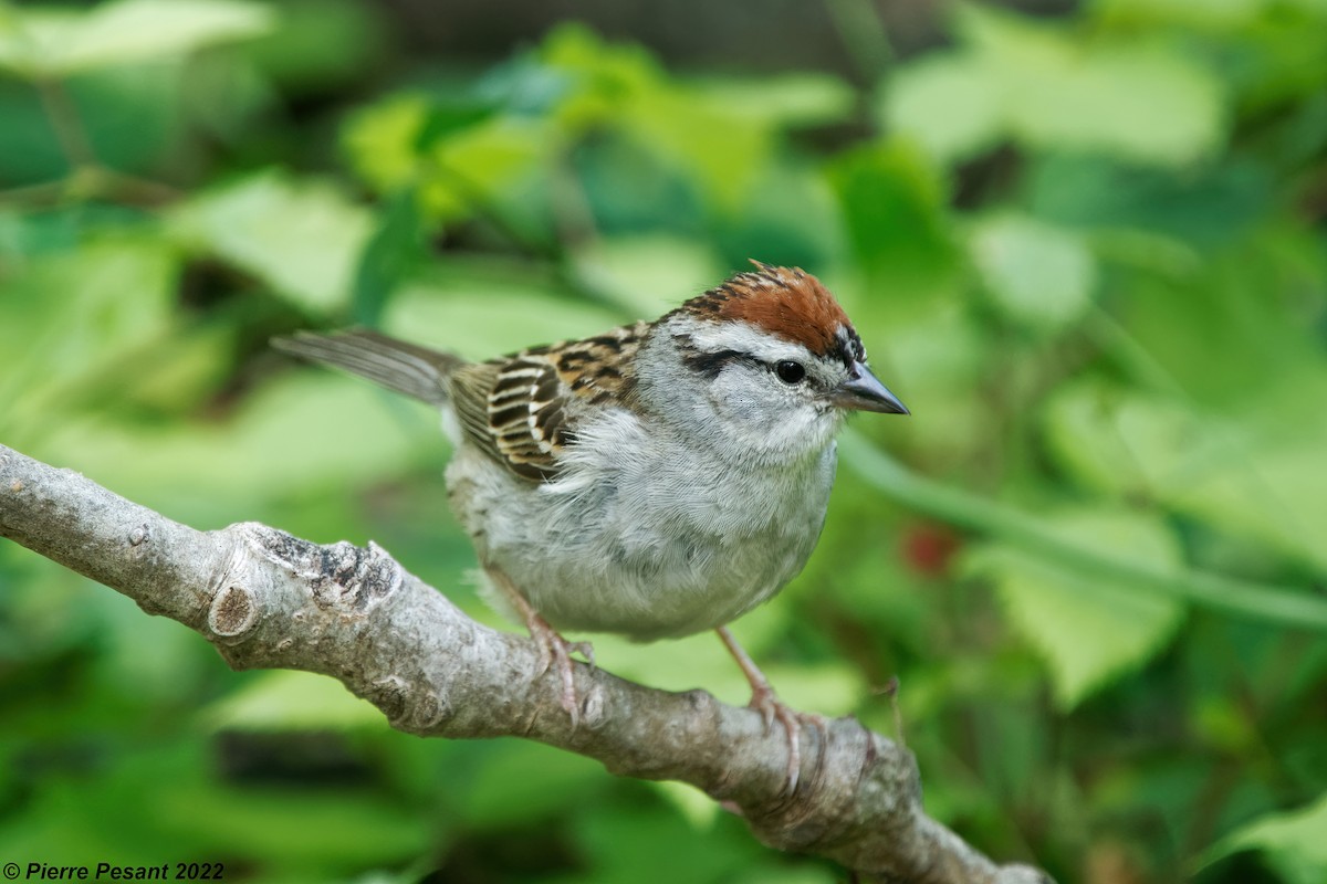 Chipping Sparrow - ML463189331