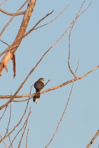 Cooper's Hawk - ML463189701