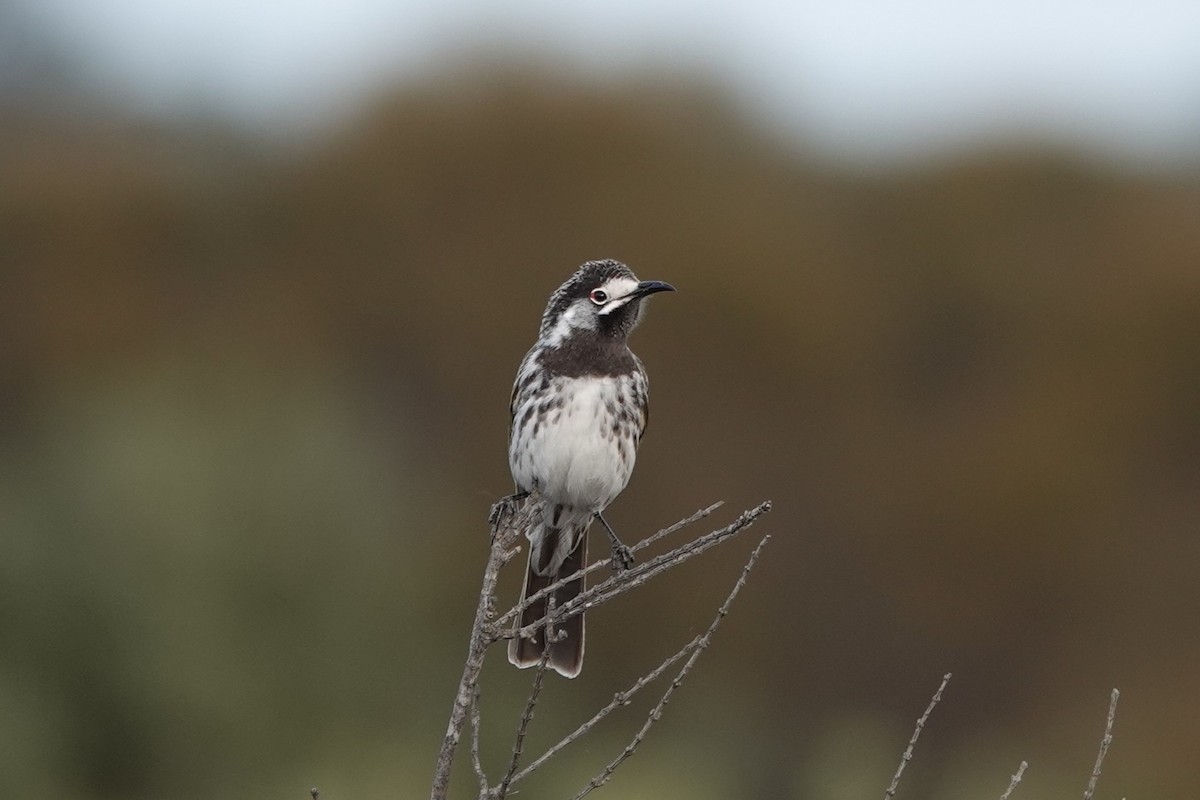 White-fronted Honeyeater - Simon Starr