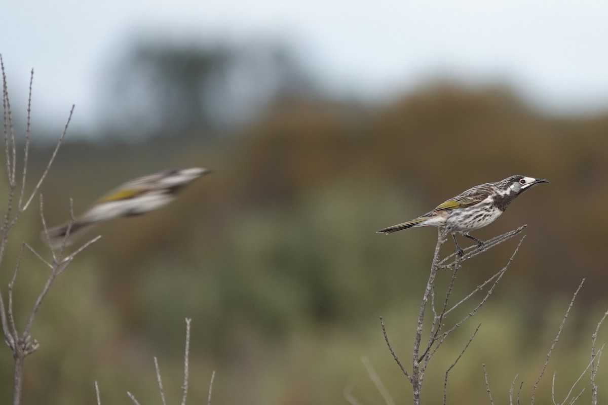 White-fronted Honeyeater - ML463190141