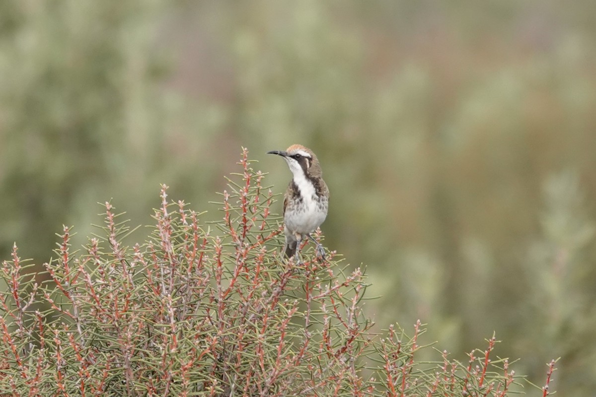 Tawny-crowned Honeyeater - ML463190221