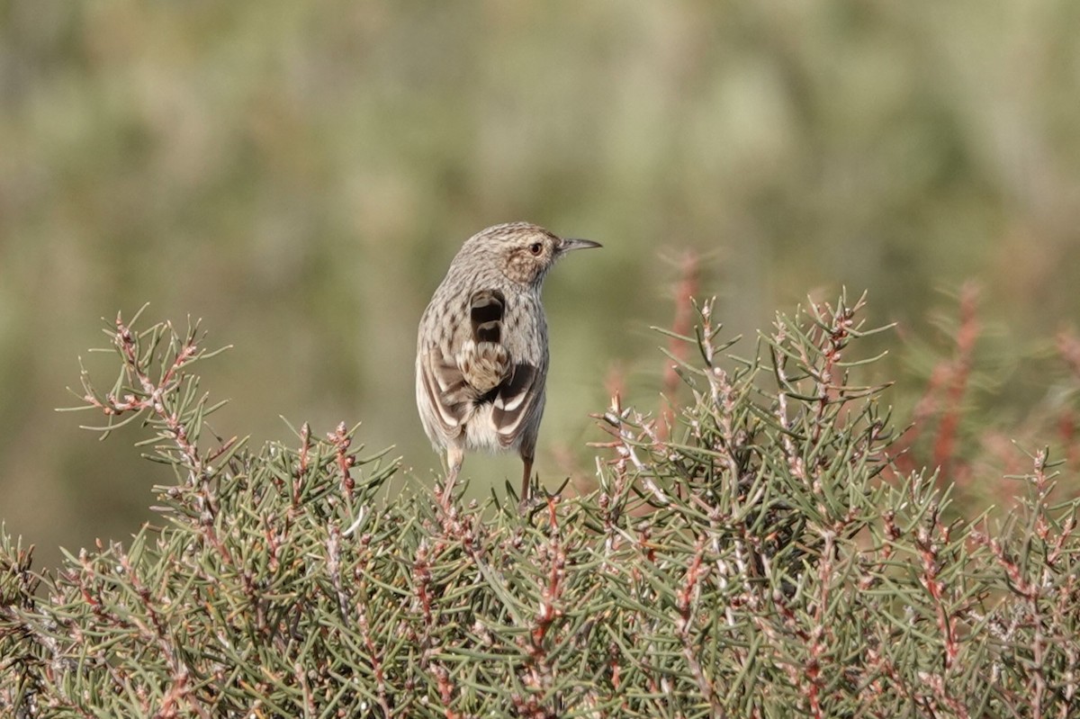 Rufous Fieldwren - ML463190301