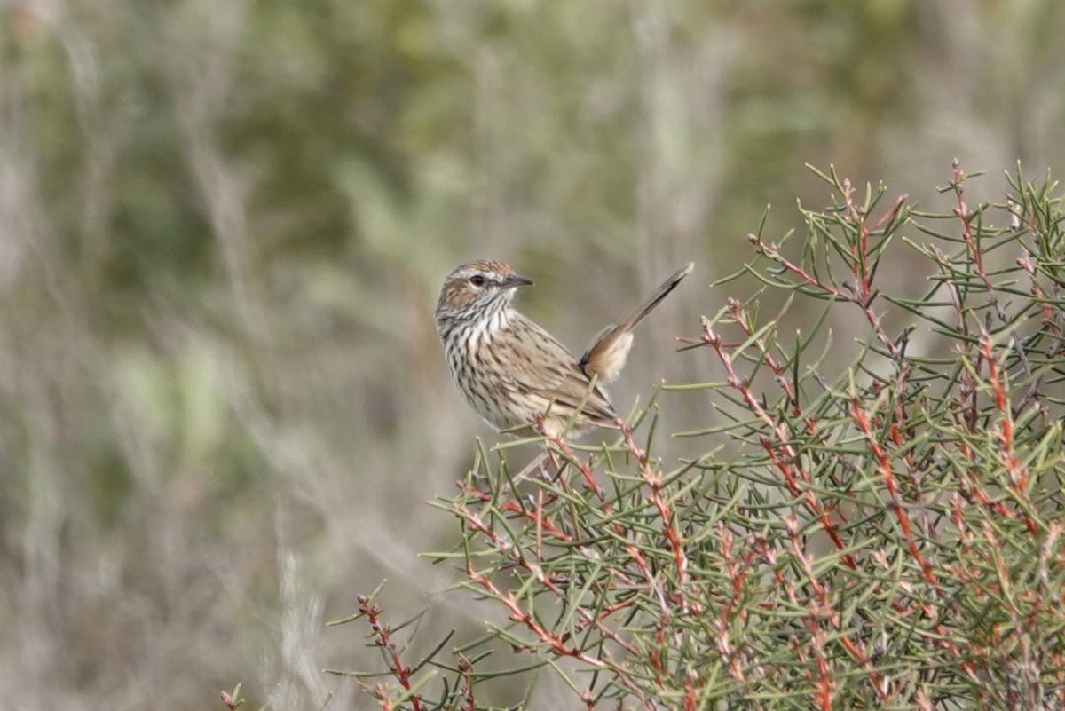 Rufous Fieldwren - ML463190331