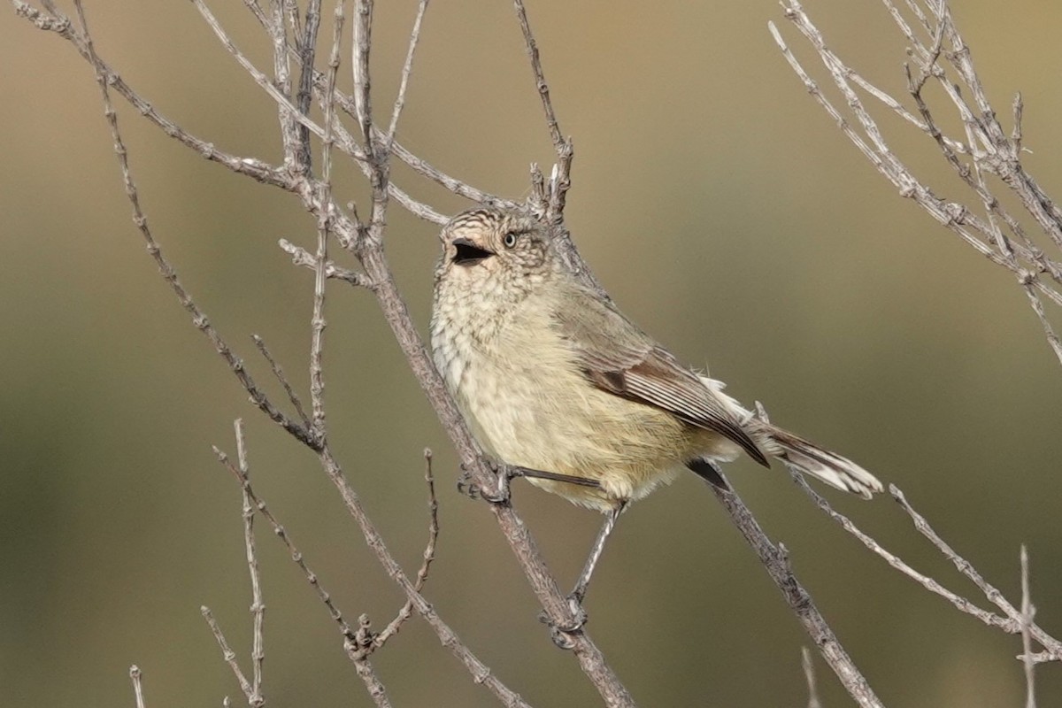 Slender-billed Thornbill - ML463190371