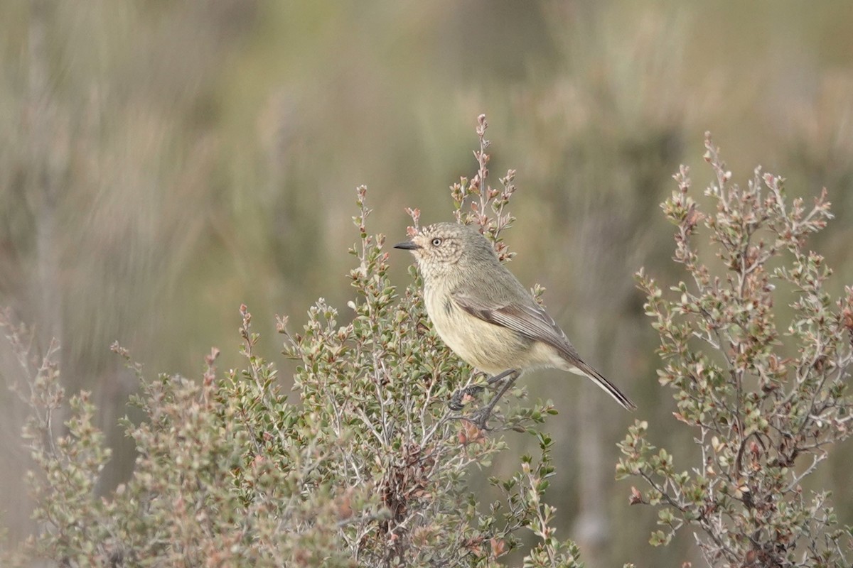 Slender-billed Thornbill - ML463190411