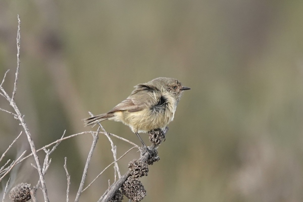 Slender-billed Thornbill - ML463190541