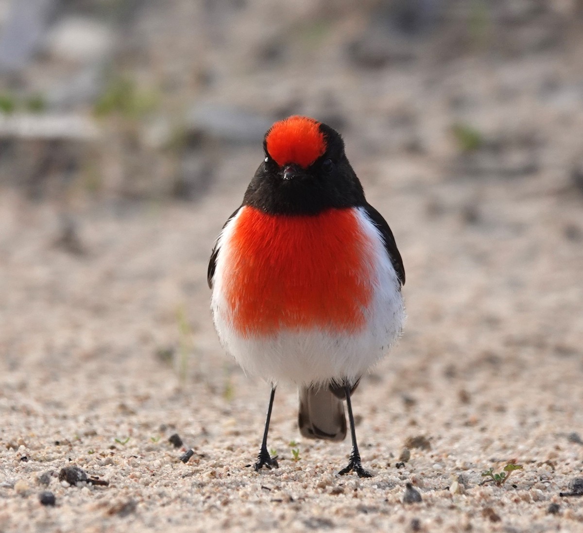 Red-capped Robin - Simon Starr