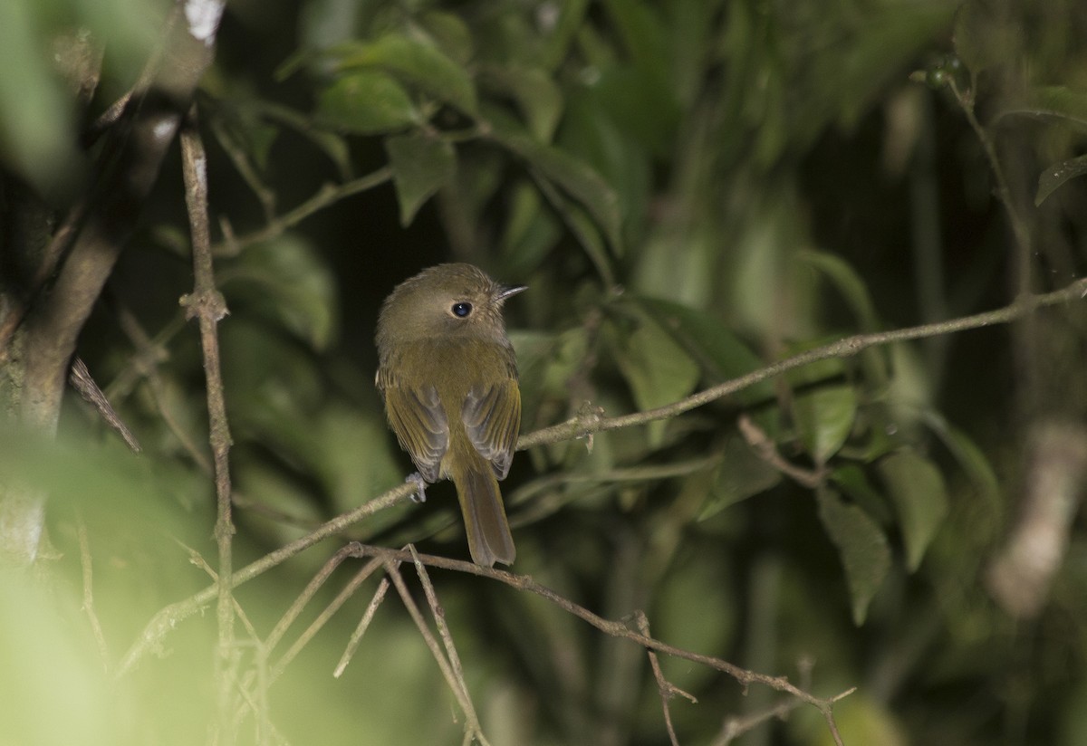 Brown-breasted Pygmy-Tyrant - Lorena Patrício