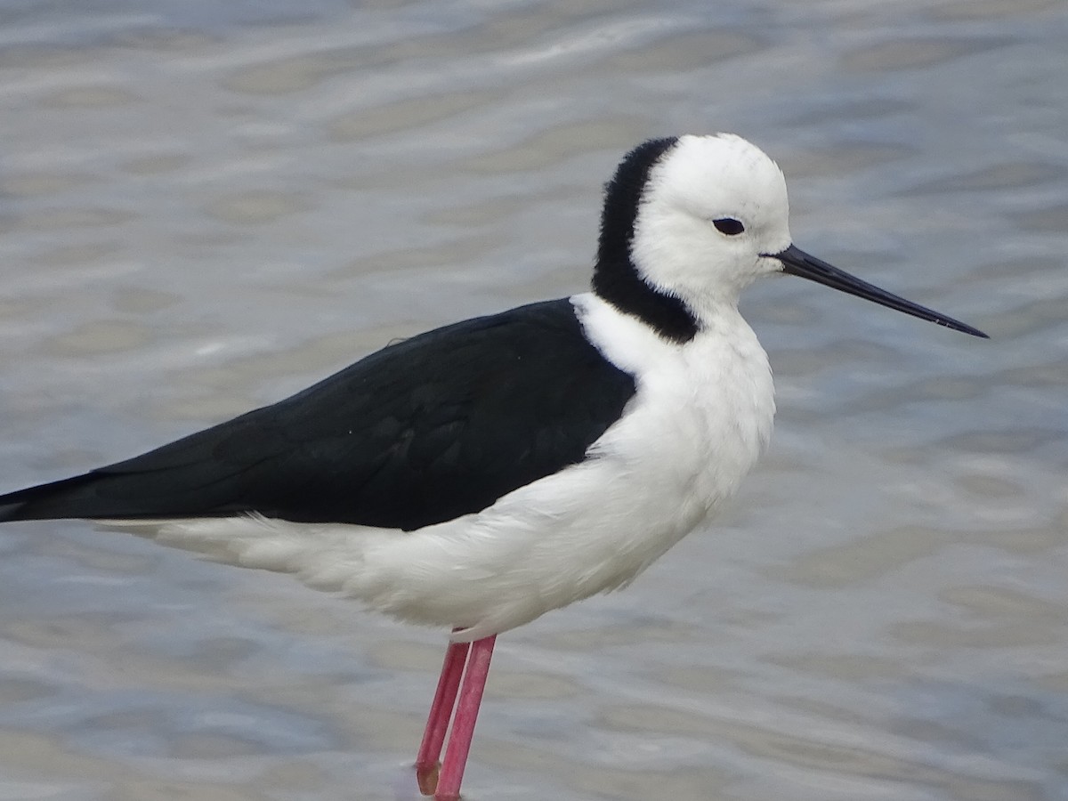 Pied Stilt - Tom May