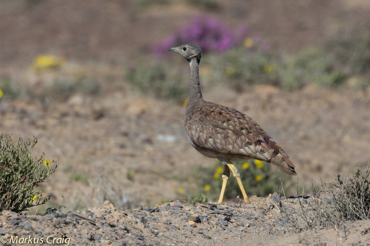 Karoo Bustard - ML46319191