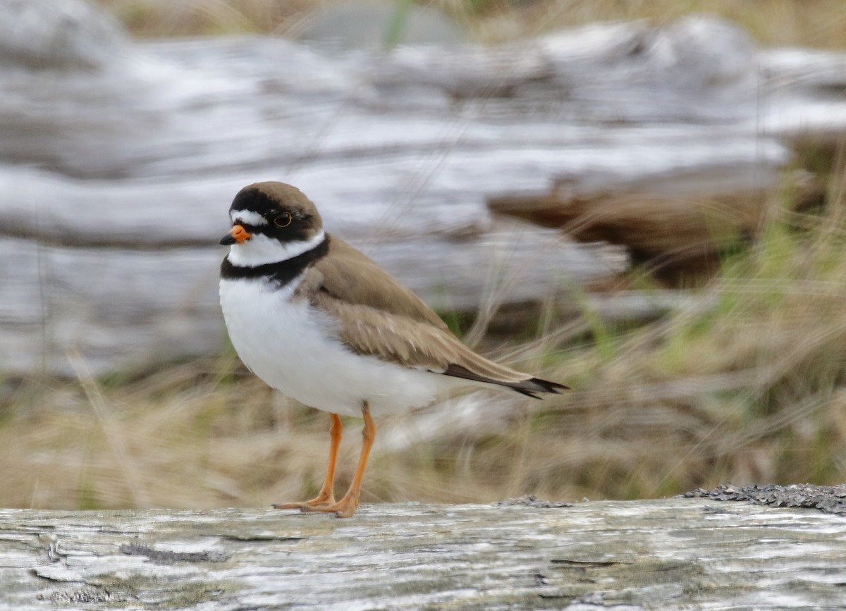 Semipalmated Plover - ML463192501
